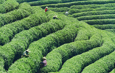 我们的自有茶园在粤西第一高峰4